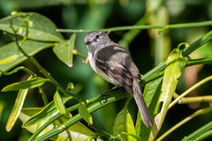 Serpophaga subcristata