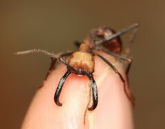 Eciton burchellii parvispinum