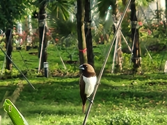 Lonchura leucogastroides