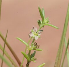 Scleromitrion scleranthoides