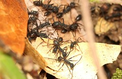 Eciton burchellii parvispinum