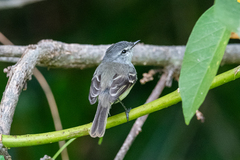 Serpophaga subcristata