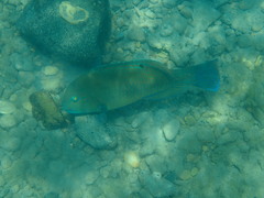 Choerodon schoenleinii