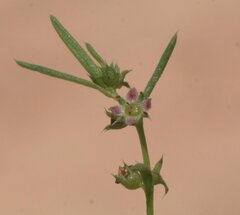 Scleromitrion scleranthoides