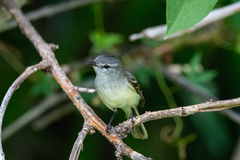 Serpophaga subcristata