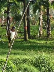 Lonchura leucogastroides