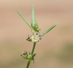 Scleromitrion scleranthoides