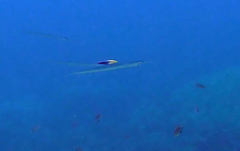 Labroides phthirophagus