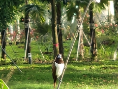 Lonchura leucogastroides