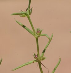 Scleromitrion scleranthoides