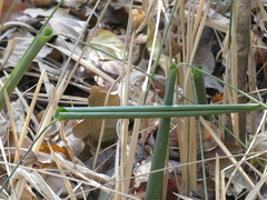 Stachyphrynium spicatum