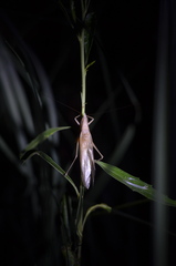 Neoconocephalus nigromaculatus