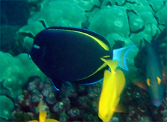 Acanthurus nigricans