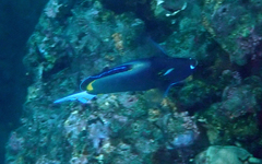 Acanthurus nigricans