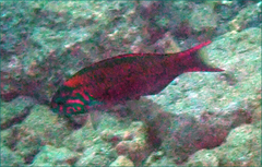 Thalassoma quinquevittatum