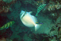 Acanthurus leucopareius