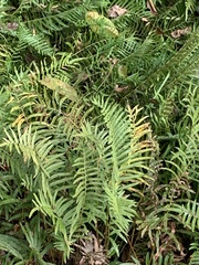 Cyclosorus interruptus