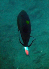 Melichthys vidua