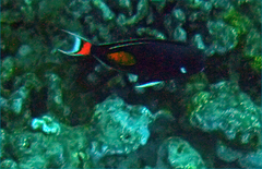Acanthurus achilles