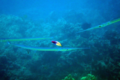 Platybelone argalus