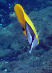 Forcipiger flavissimus