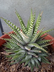 Haworthiopsis