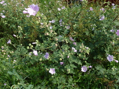 Malva thuringiaca, photograph Harald Schnöde (Schnde), CC0, iNaturalist via GBIF