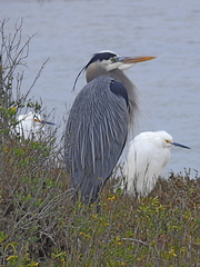 Ardea herodias