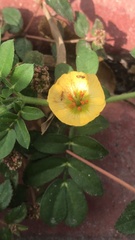 Kallstroemia maxima