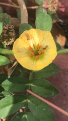 Kallstroemia maxima