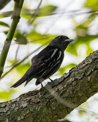 Pachyramphus polychopterus