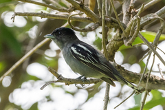 Pachyramphus polychopterus