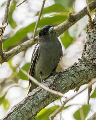 Pachyramphus polychopterus