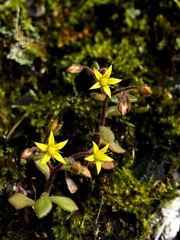 Sedum stellariifolium