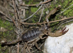 Anuroctonus pococki