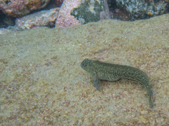 Parablennius parvicornis