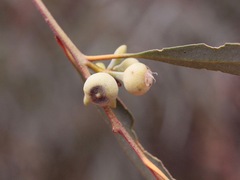 Fergusobia