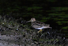 Gallinago hardwickii