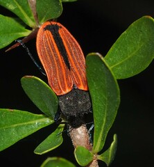 Castiarina erythroptera