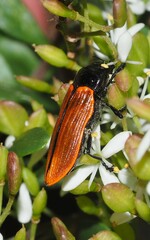Castiarina erythroptera