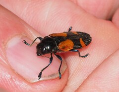 Castiarina pulchripes