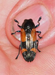 Castiarina pulchripes
