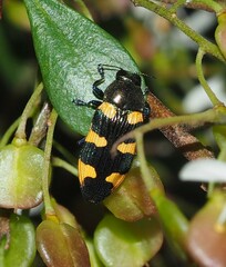 Castiarina rectifasciata