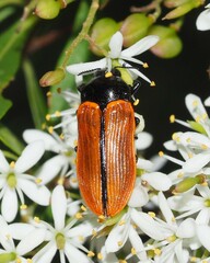 Castiarina rufipennis