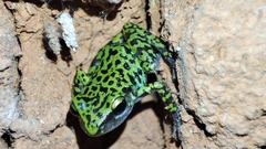 Eleutherodactylus leprus