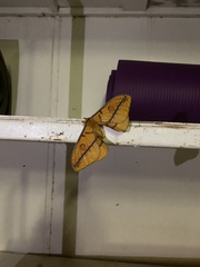 Opodiphthera fervida