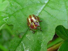 Chelymorpha cribraria