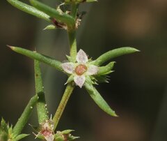 Scleromitrion scleranthoides
