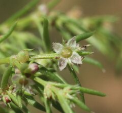 Scleromitrion scleranthoides