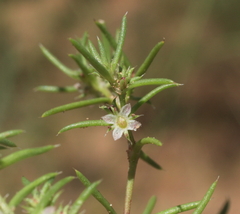 Scleromitrion scleranthoides